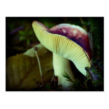 Danger in darkness postcards