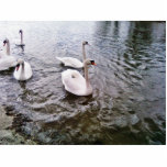 Danube Birds Swans Photo Cutout