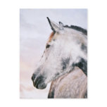 DAPPLE-GREY HEADSHOT POSTCARD