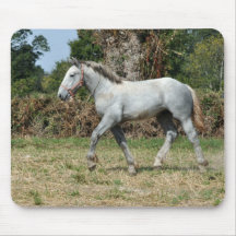 Dapple grey Percheron draught   horse foal Mouse Pads