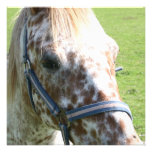 Dappled Appaloosa Horse  Invitations