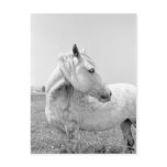 Dappled Grey at Pasture Postcard