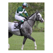 Dappled Grey Race Horse Postcards