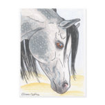 DappledAarabian Mare Postcard