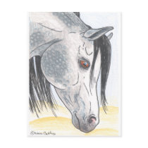 DappledAarabian Mare Postcard