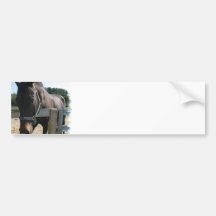 Dark Bay Thoroughbred Horse Bumper Stickers