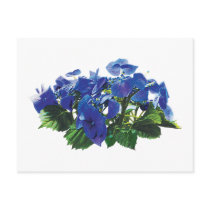 Dark Blue Hydrangea Lace Cap Post Cards