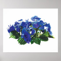 Dark Blue Hydrangea Lace Cap Poster