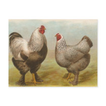 Dark Brahmas Post Card