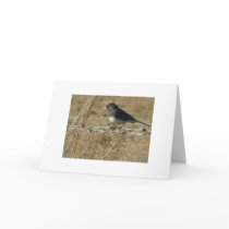 Dark-eyed Junco & Barbwire, Warm Winter Greeting