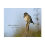 Dark-eyed Junco Postcard