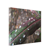 Dark Green Fireweed Leaf with Water Droplets Canvas Print