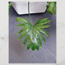 Dark green leaves against concrete floor personalized flyer