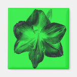Dark Green on Light Green Amaryllis Refrigerator Magnet