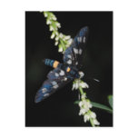 dark moth post cards