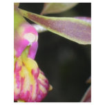 dark orchid flyers