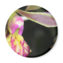 dark orchid magnets