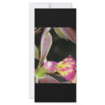 dark orchid rack cards