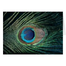 Dark Peacock Feather Greeting Card