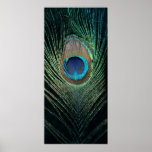 Dark Peacock Feather Still Life Print