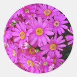 Dark Pink Chrysanthemums flowers Stickers