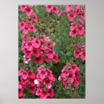 Dark Pink Diascia Poster