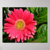 Dark Pink Gerbera Daisy Print