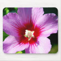 Dark purple Rose of Sharon mousepad