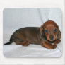 Dark Red Dachshund Puppy