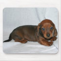 Dark Red Dachshund Puppy mousepads