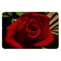 Dark Red Rose magnet