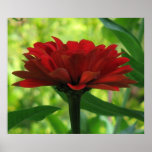 Dark Red Zinnia posters