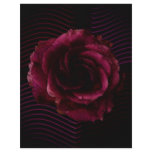 Dark Rose Flyer Background