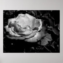 Dark Rose Posters