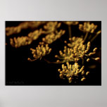 Dark Yellow Flowers Poster