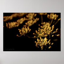Dark Yellow Flowers Poster