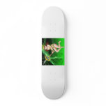 DarkRubyMoon Star skateboards