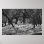 DarkTrees in a Meadow (b/w) Posters