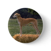 Darling Dog and Puppy Photos Cards, Postage, Gifts
