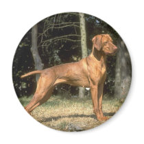 Darling Dog and Puppy Photos Cards, Postage, Gifts