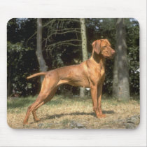 Darling Dog and Puppy Photos Cards, Postage, Gifts