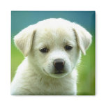 Darling Dog Photos Cards, Gifts - Customize Fridge Magnet