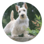 Darling Dog Photos Cards, Gifts - Customize Stickers