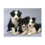 Darling Dog, Puppy Photos Cards, Gifts - Customise