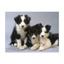 Darling Dog, Puppy Photos Cards, Gifts - Customise postcards