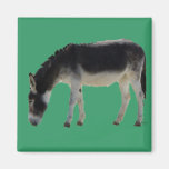 Darling Donkey on Green - Animal Lovers Fridge Magnet