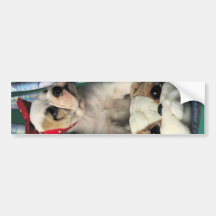Darling Little Bulldog Puppy Bumper Stickers
