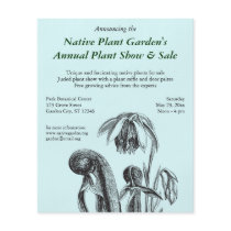 Darlingtonia californica, Carnivorous Plant