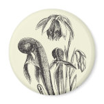 Darlingtonia californica, Carnivorous Plant magnets