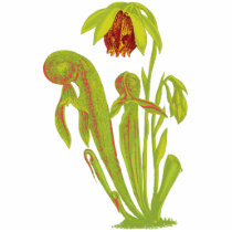 Darlingtonia californica, Carnivorous Plant